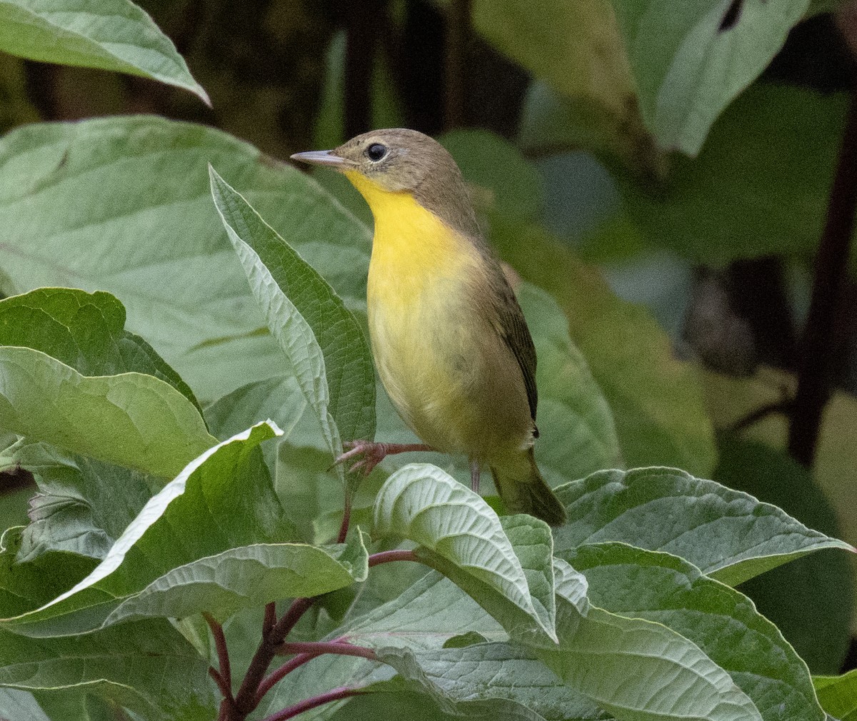 Common Yellowthroat - ML642101632