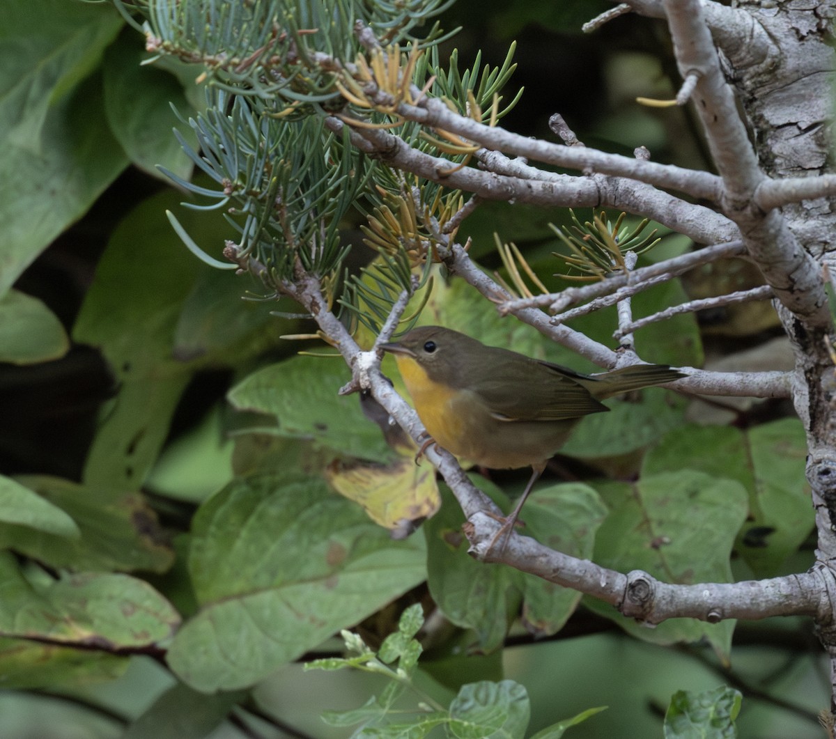 Common Yellowthroat - ML642101633