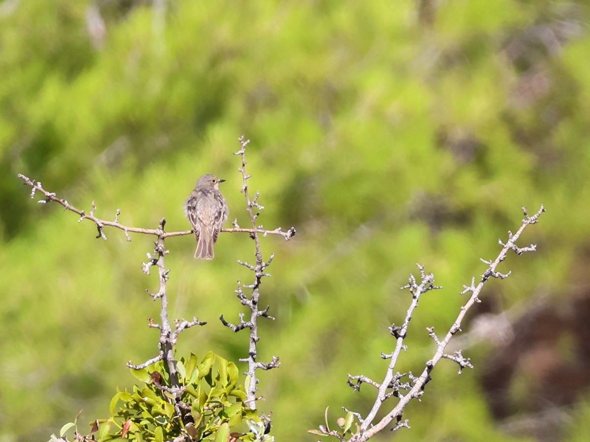 Spotted Flycatcher - ML642101640