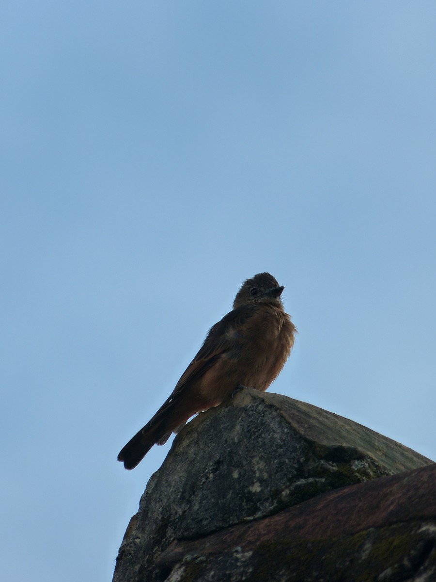 Cliff Flycatcher - ML642101644