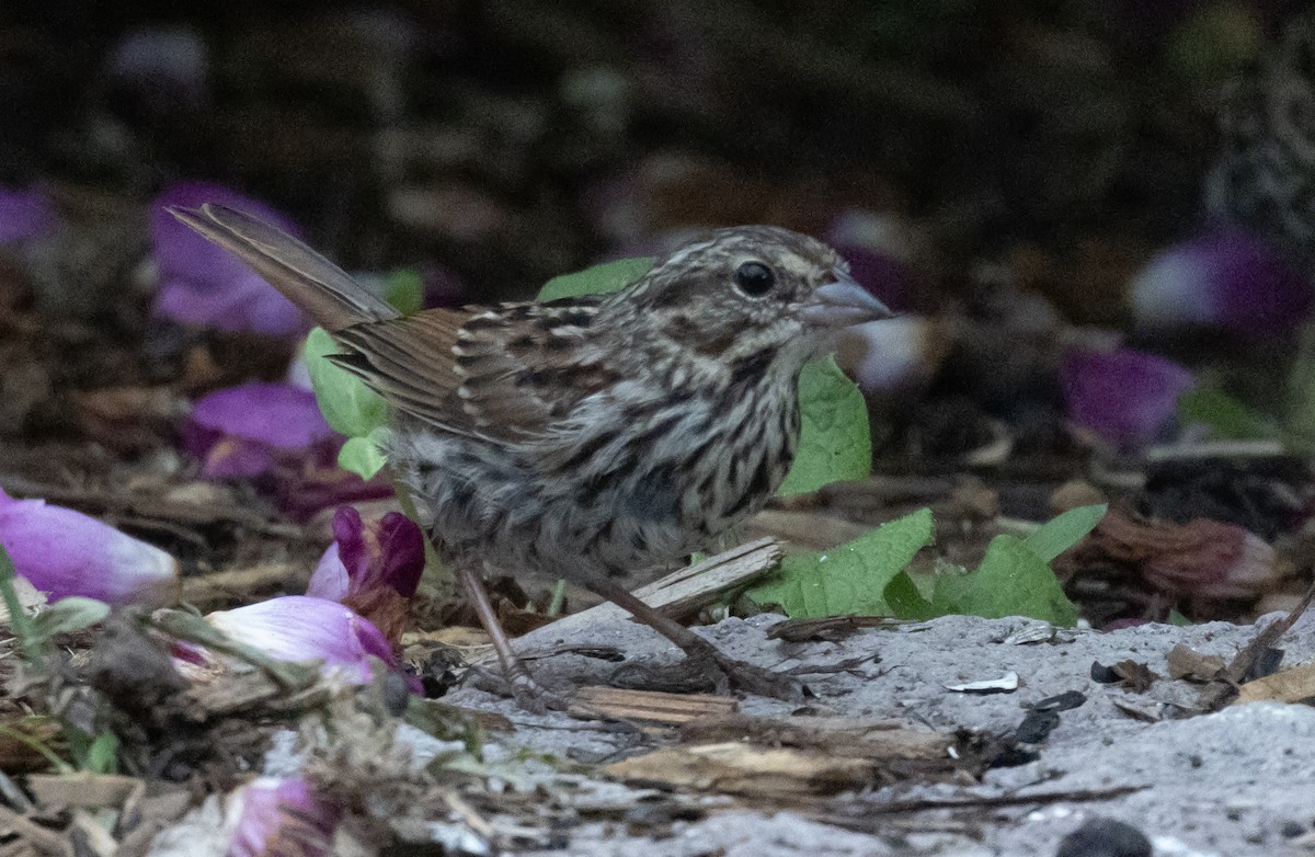 Song Sparrow - ML642101649