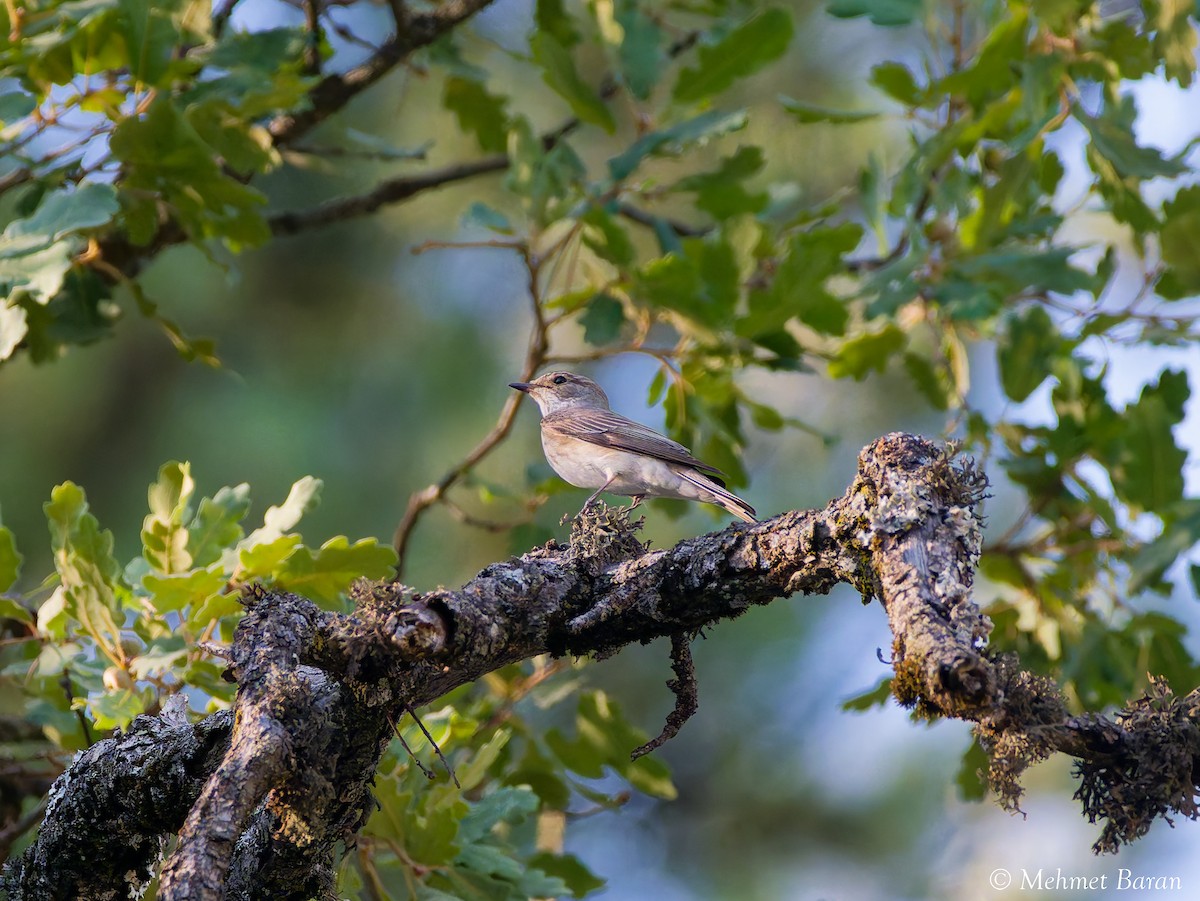 Spotted Flycatcher - ML642101652