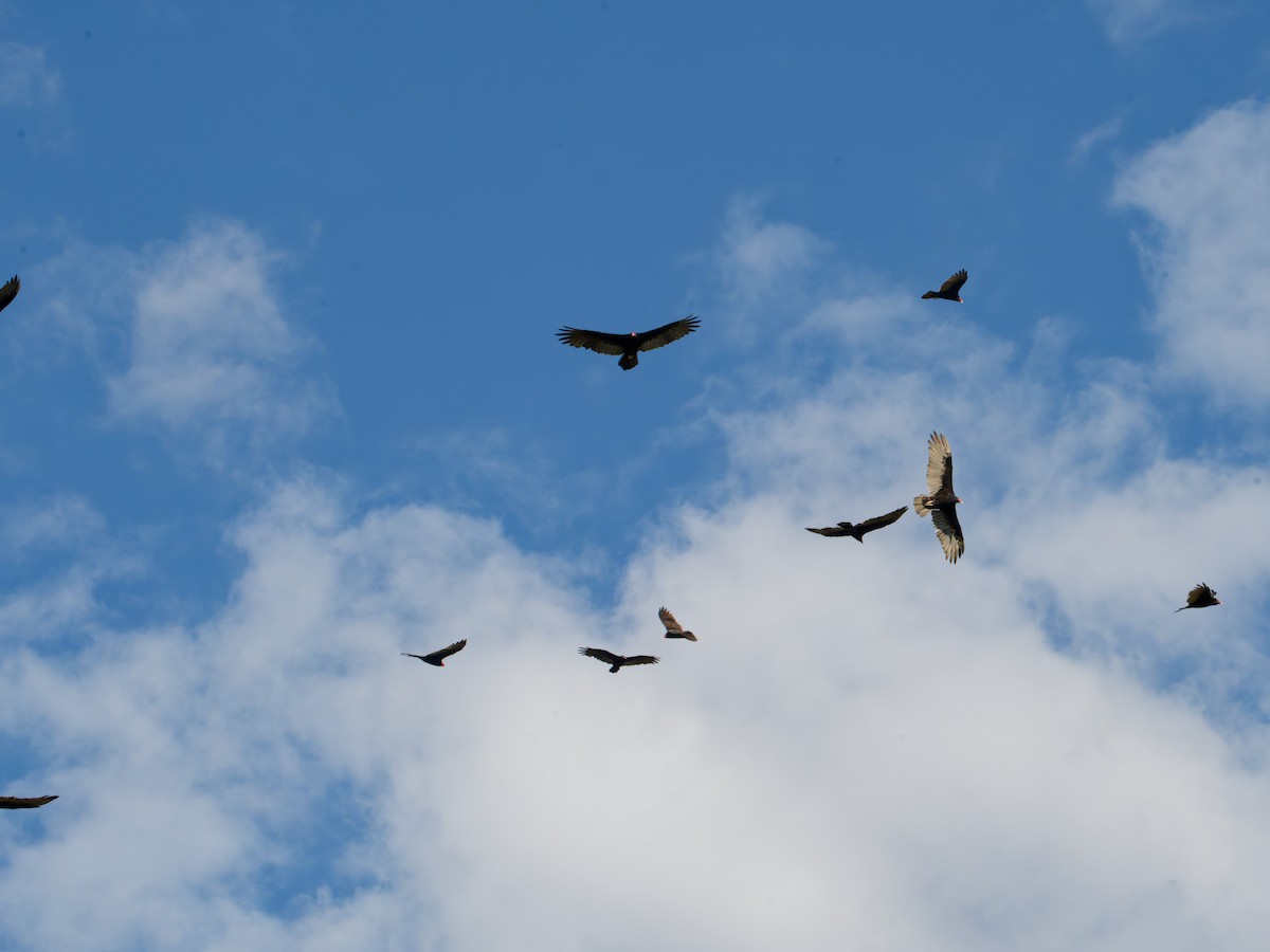 Turkey Vulture - ML642101655