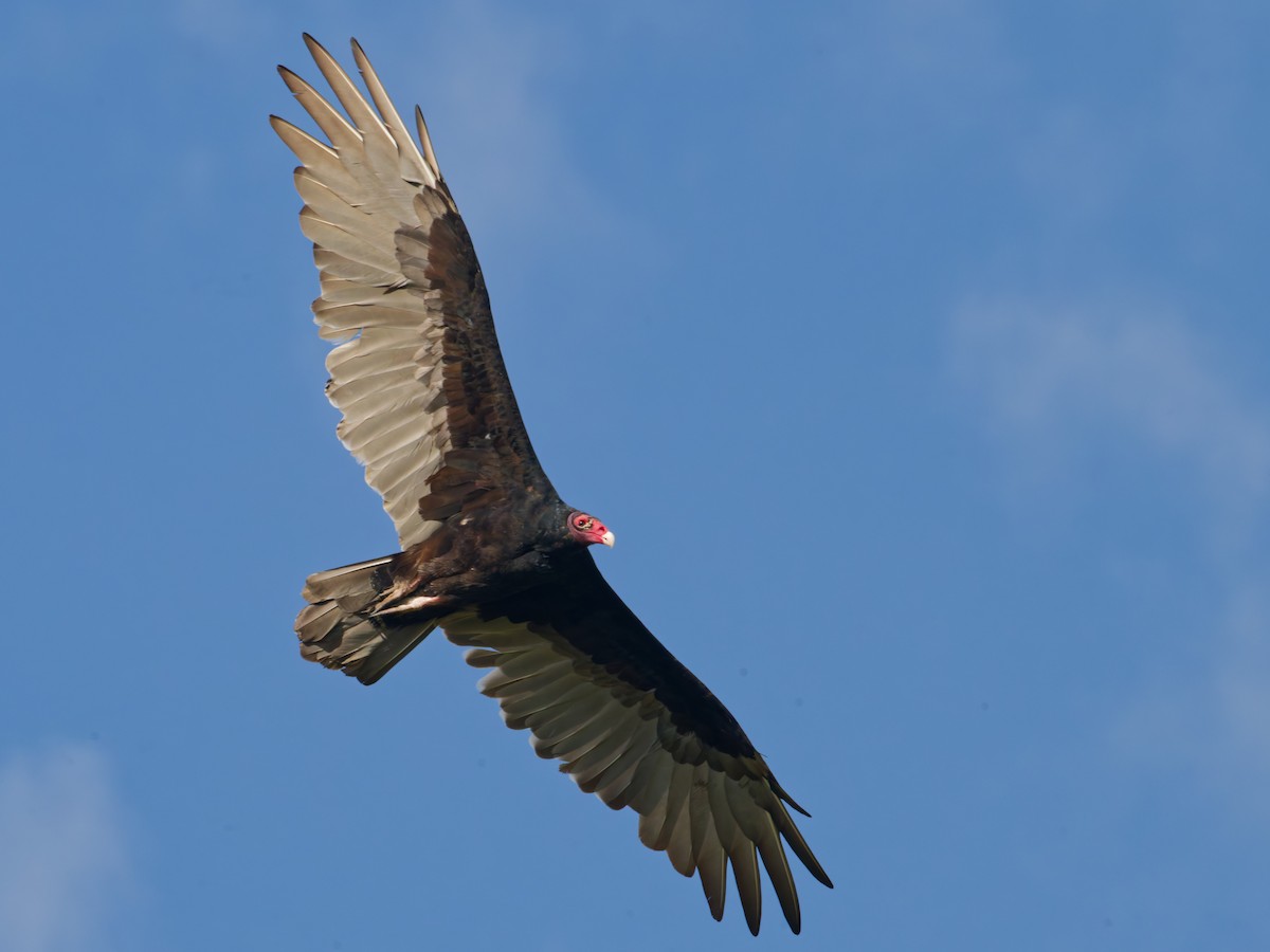 Turkey Vulture - ML642101656