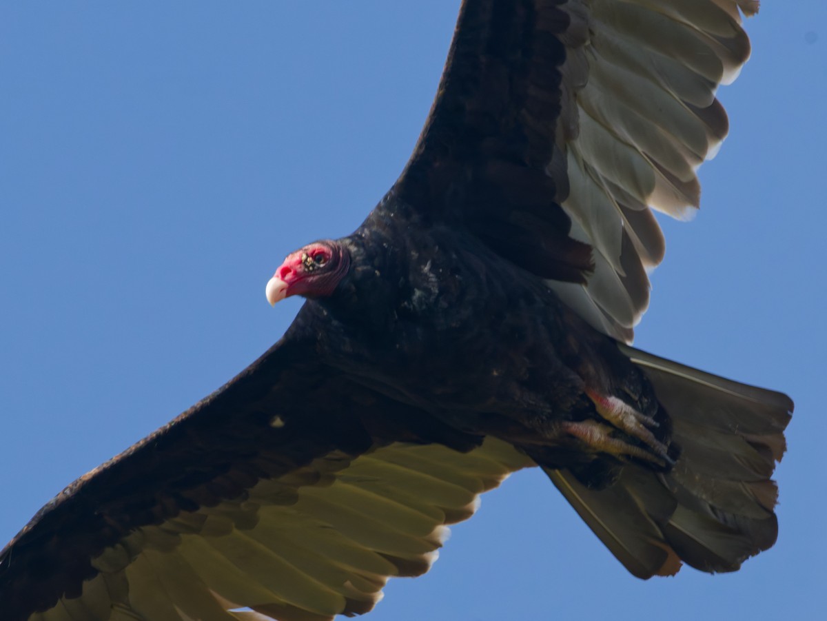 Turkey Vulture - ML642101657