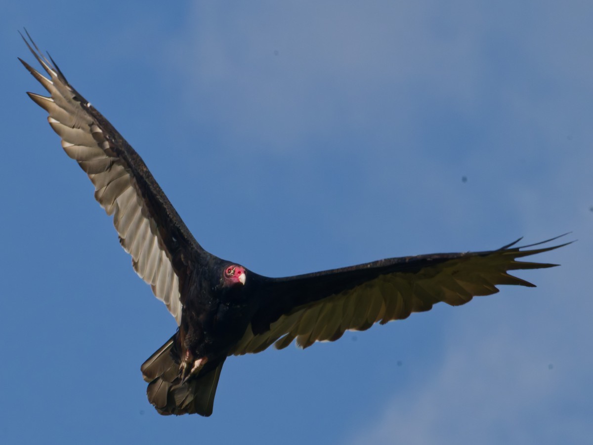 Turkey Vulture - ML642101658