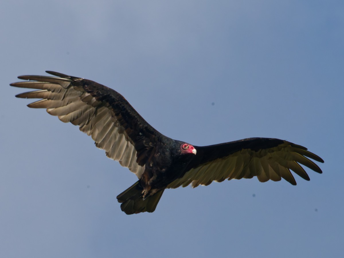 Turkey Vulture - ML642101659