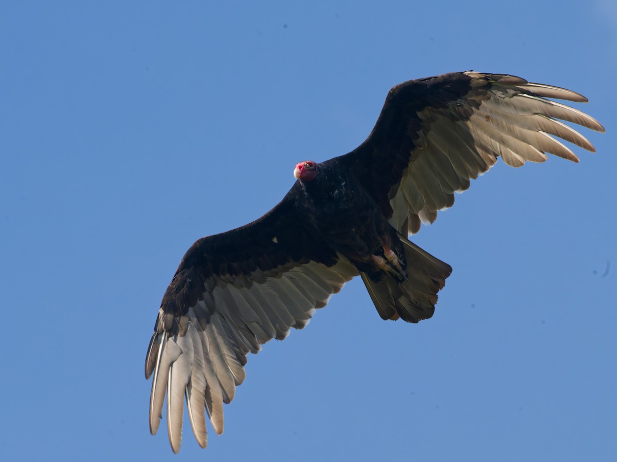 Turkey Vulture - ML642101660
