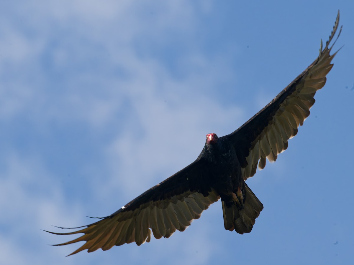 Turkey Vulture - ML642101661