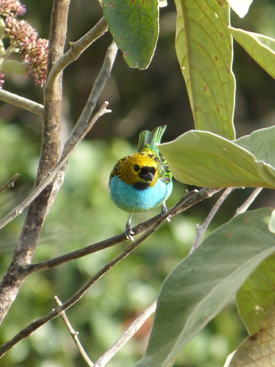 Gilt-edged Tanager - ML642101670