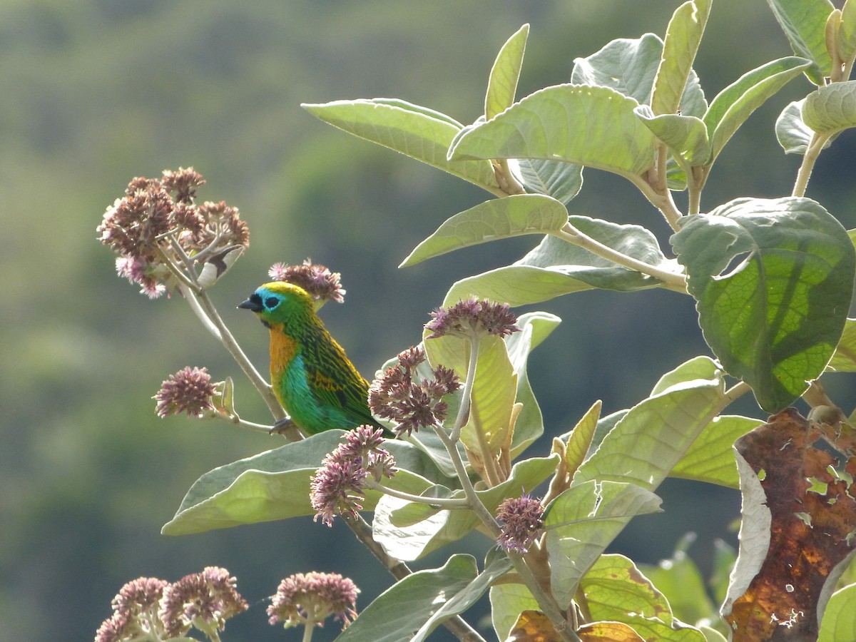Brassy-breasted Tanager - ML642101674