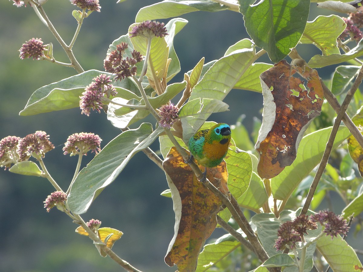 Brassy-breasted Tanager - ML642101675