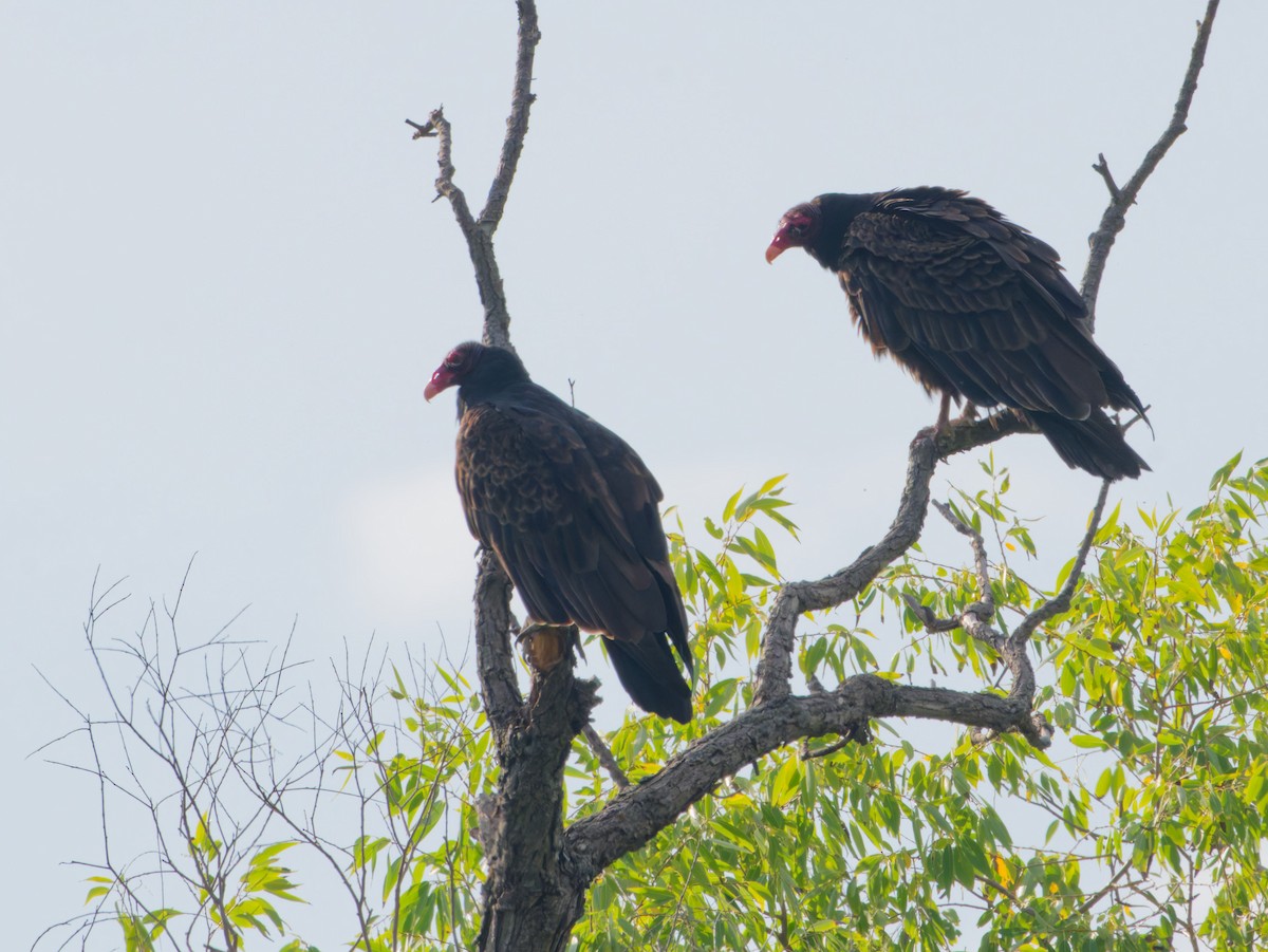 Turkey Vulture - ML642101676