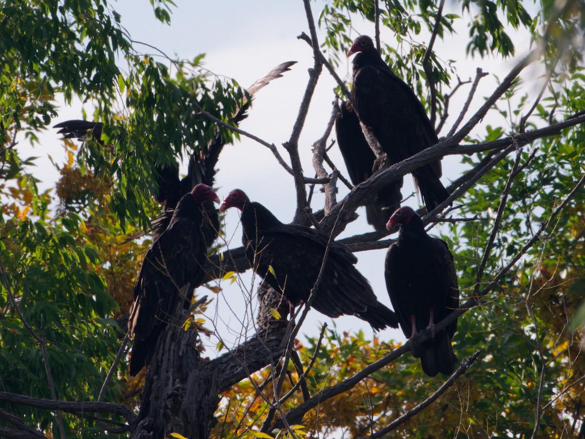 Turkey Vulture - ML642101677
