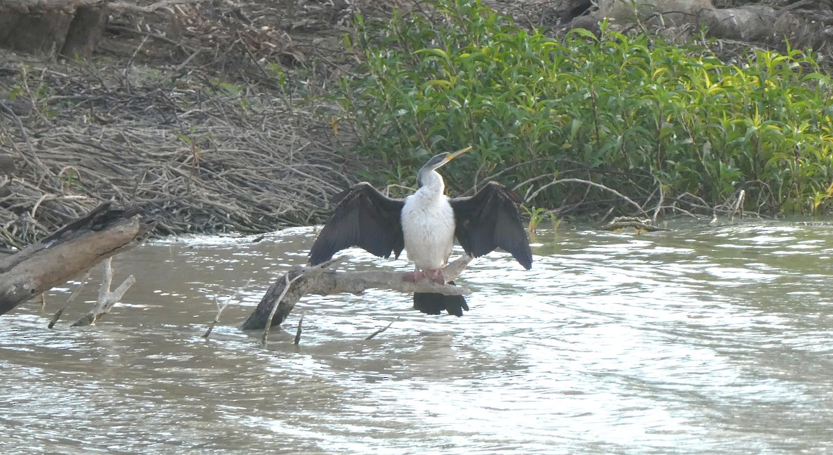 Australasian Darter - ML642101679