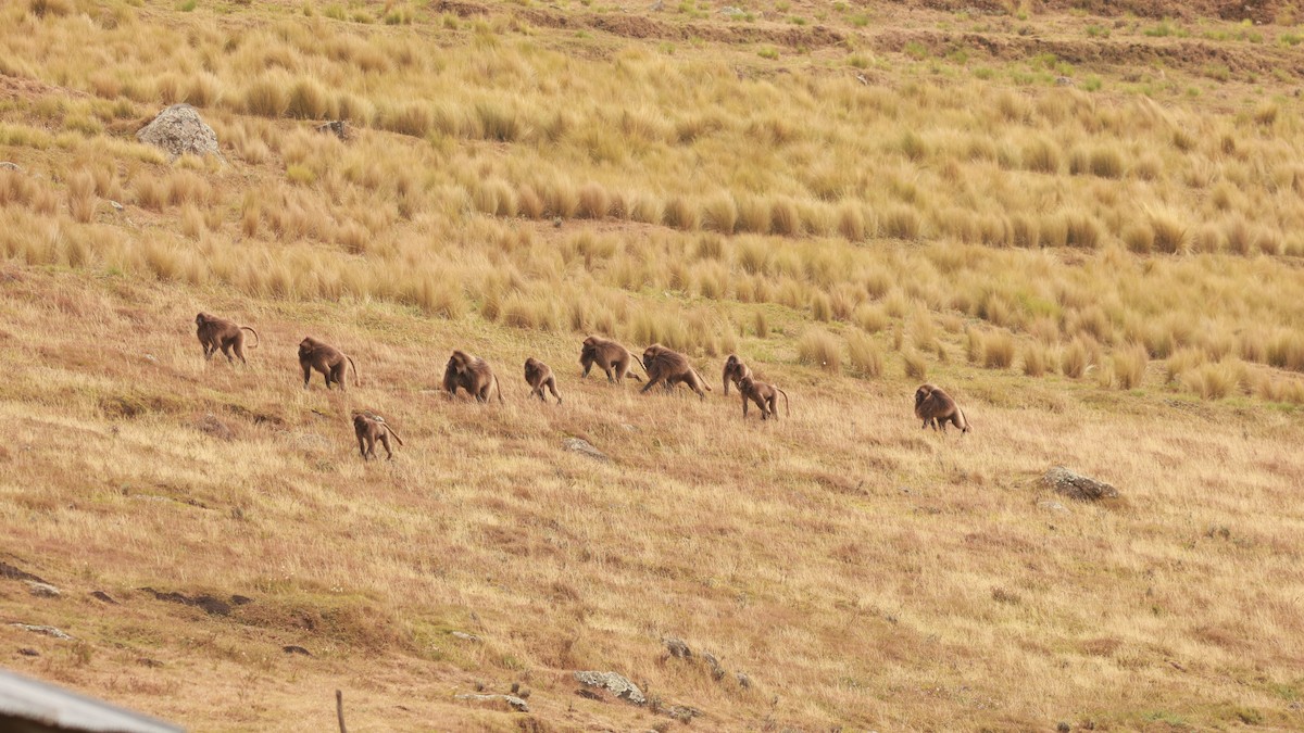 Animals - ML642101686