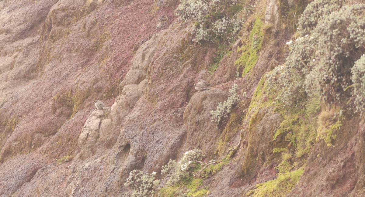 Ankober Serin - ML642101692