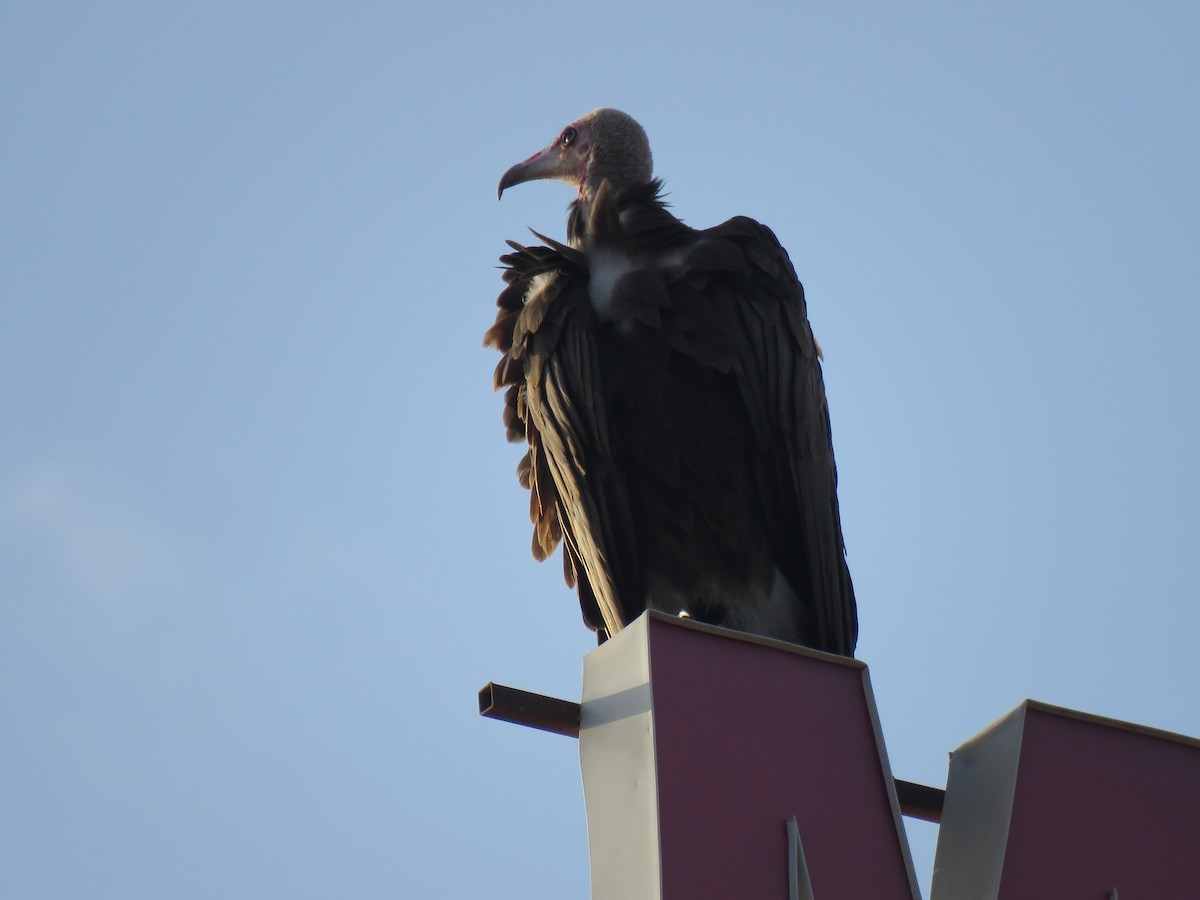Vautour charognard - ML642101695