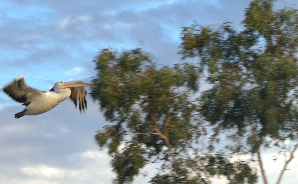 Australian Pelican - ML642101718