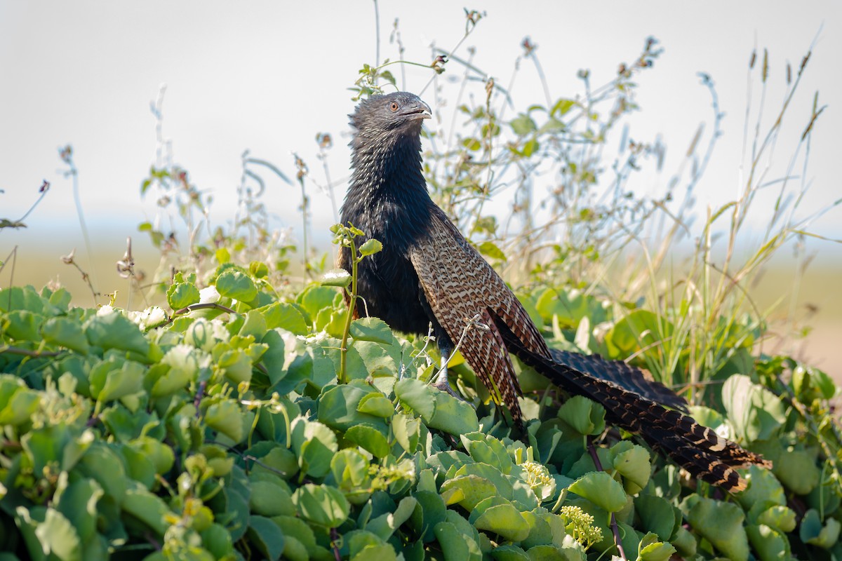 Pheasant Coucal - ML642101735