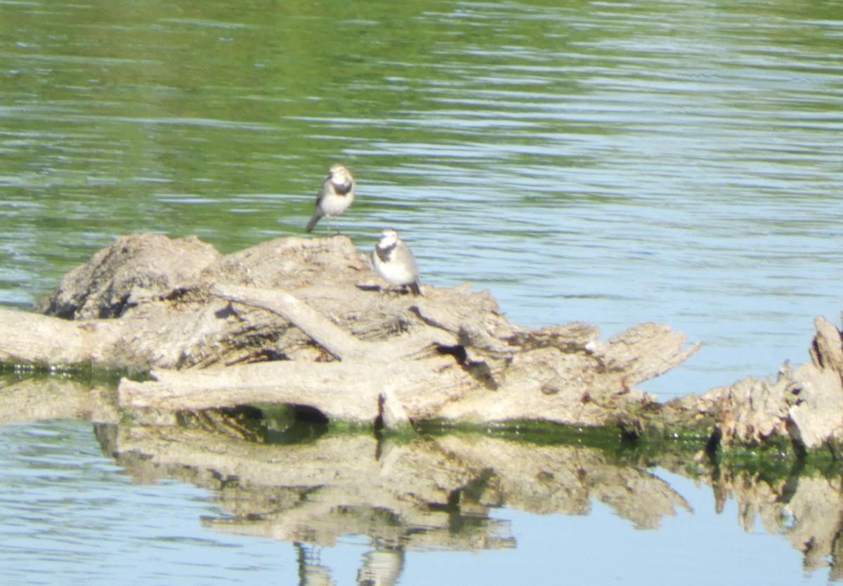 White Wagtail - ML642101743