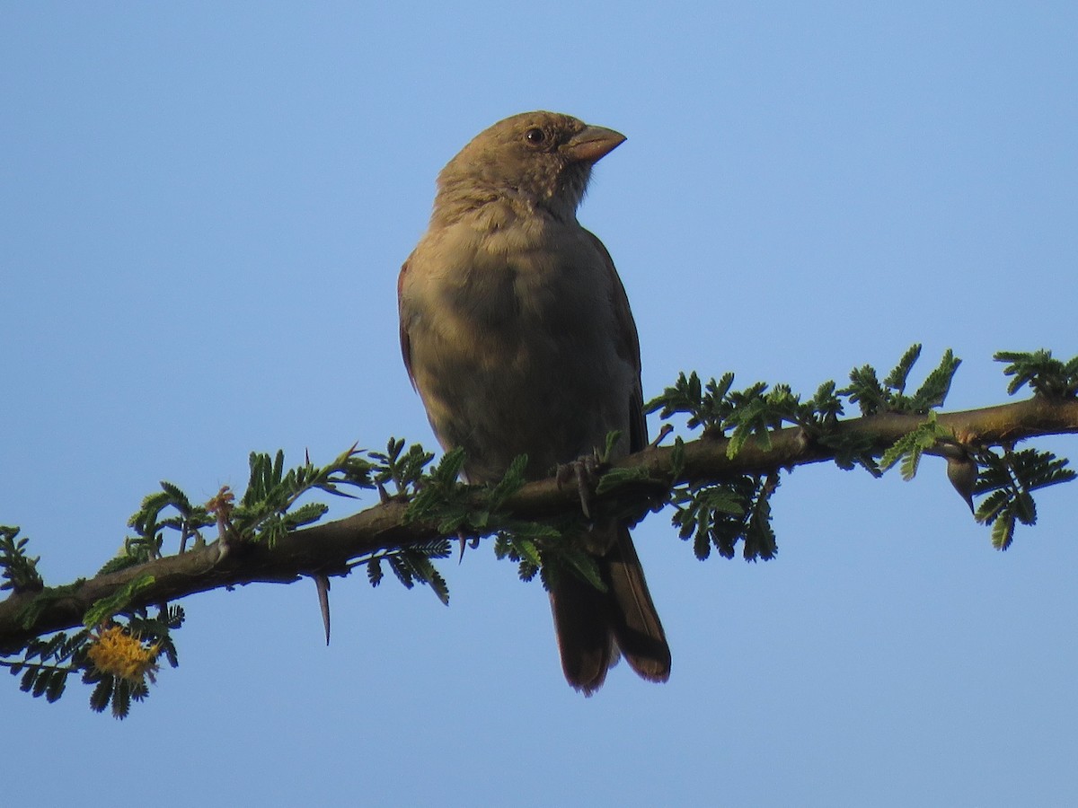 Swainson's Sparrow - ML642101748