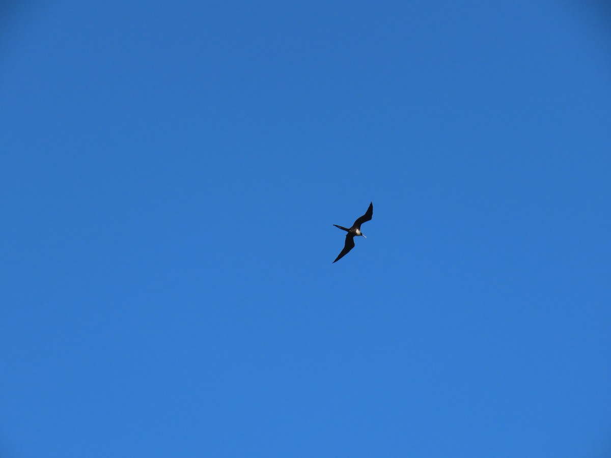 Magnificent Frigatebird - ML642101763