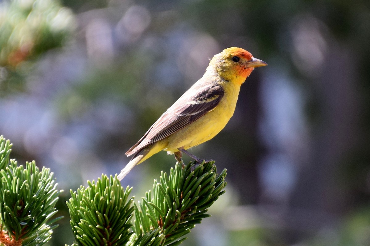 Western Tanager - ML642101766