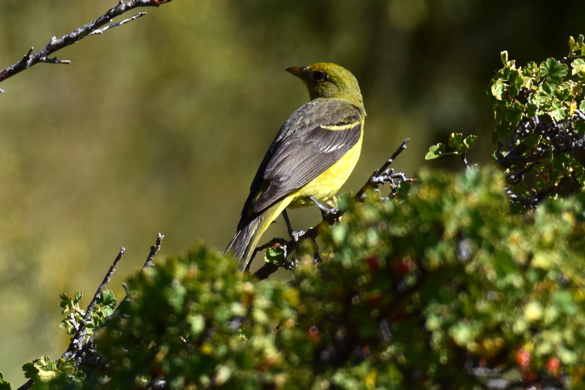 Western Tanager - ML642101767