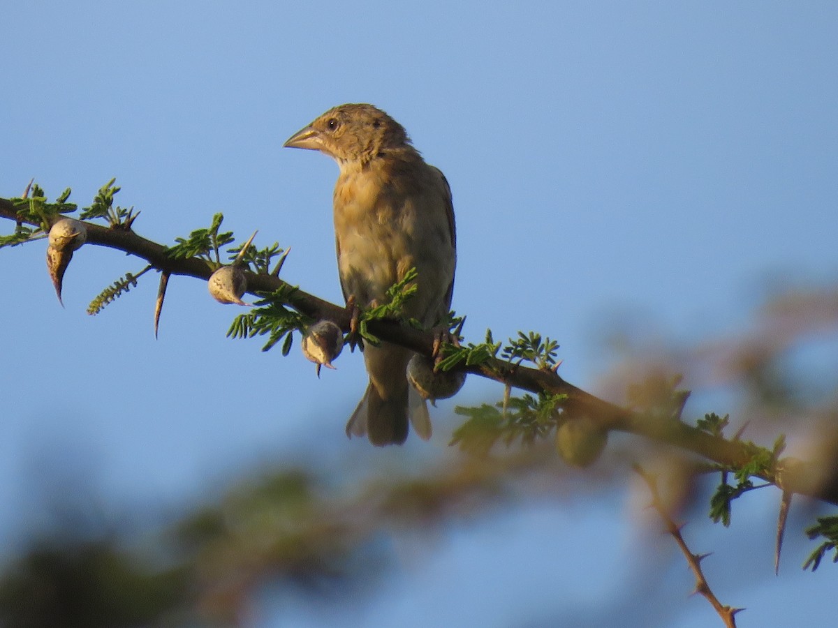Chestnut Weaver - ML642101772