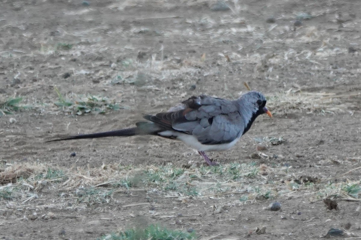 Namaqua Dove - ML642101788