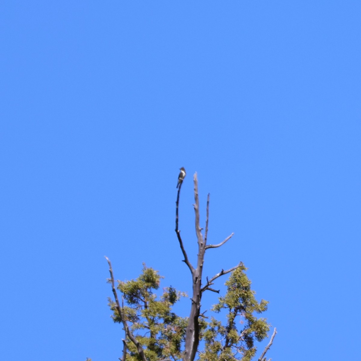 Olive-sided Flycatcher - ML642101800