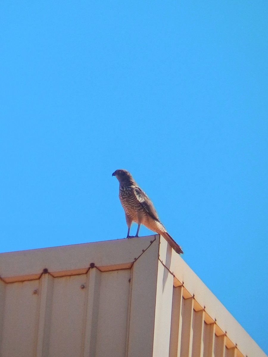Brown Goshawk - ML642101822