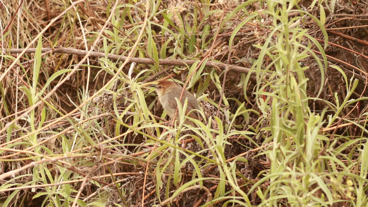 Singing Cisticola - ML642101829