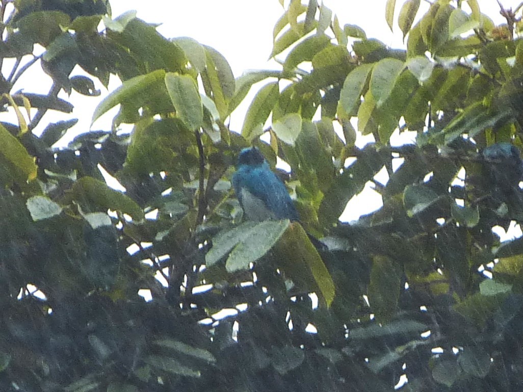Swallow Tanager - ML642101834