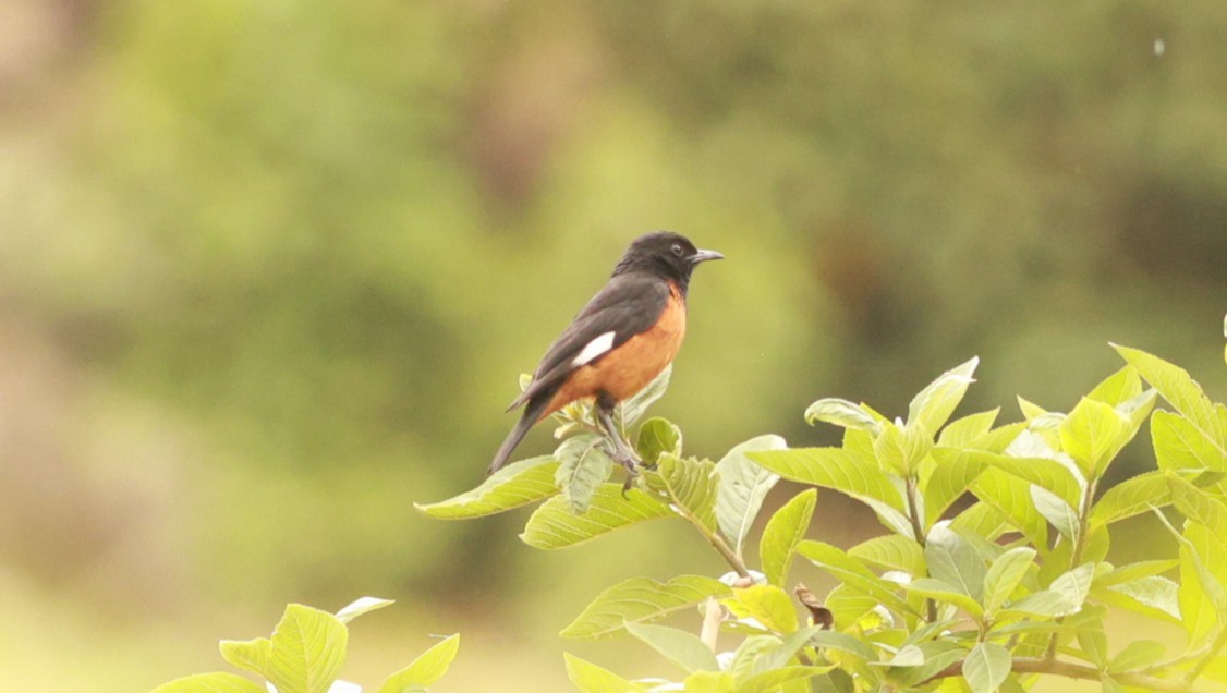White-winged Cliff-Chat - ML642101835
