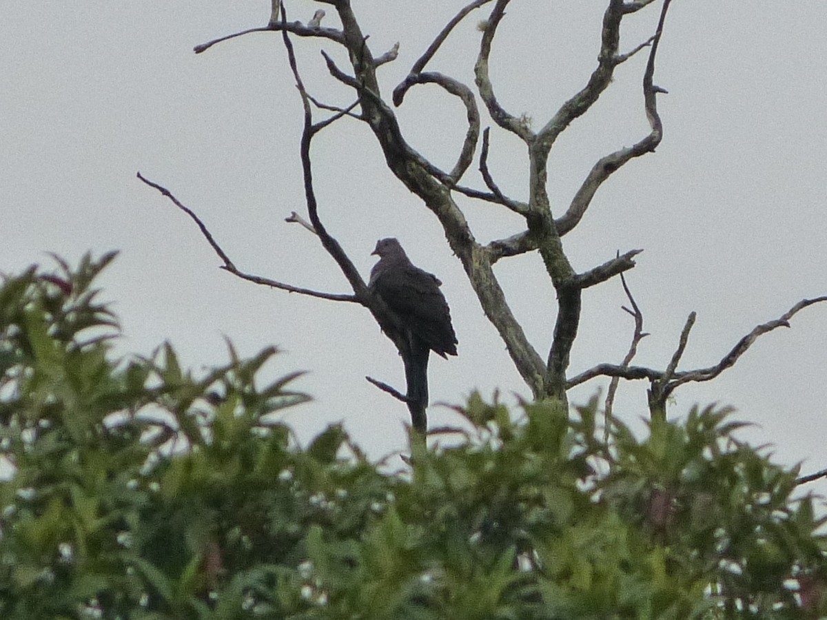 Plumbeous Pigeon - ML642101844