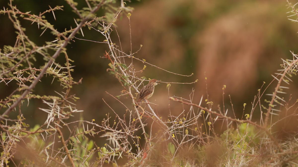 Rattling Cisticola - ML642101858