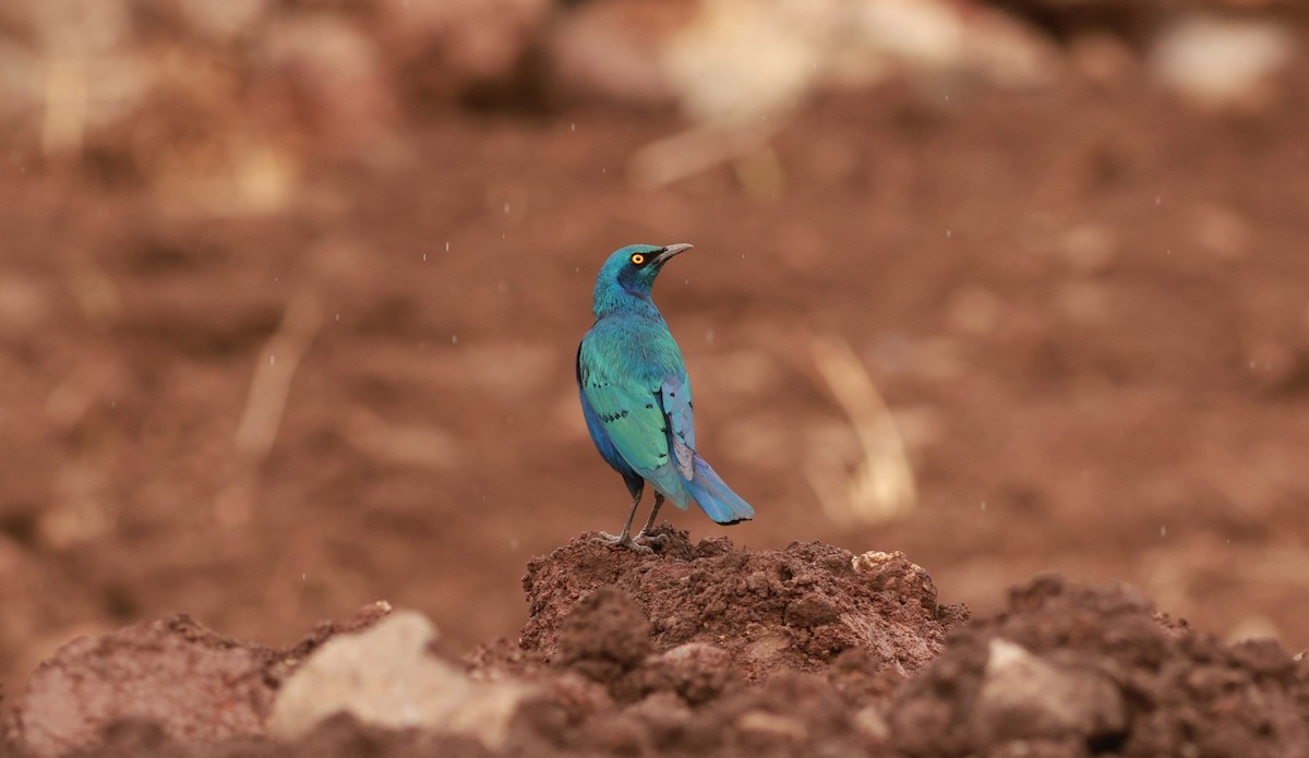 Lesser Blue-eared Starling - ML642101899
