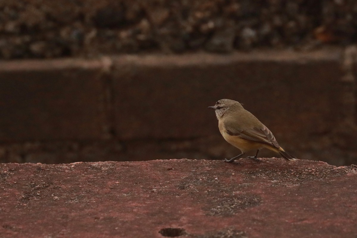 Yellow-rumped Thornbill - ML642101910