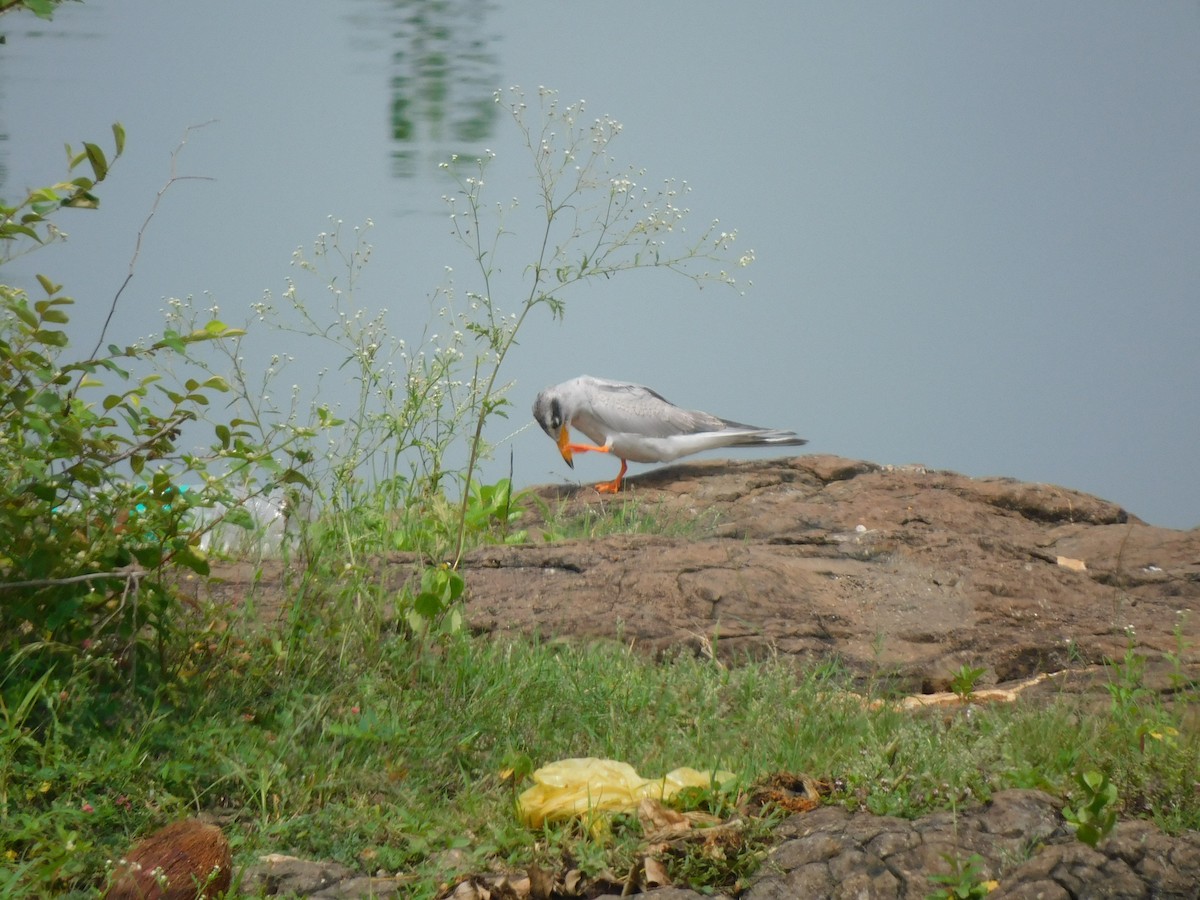 River Tern - ML642101935