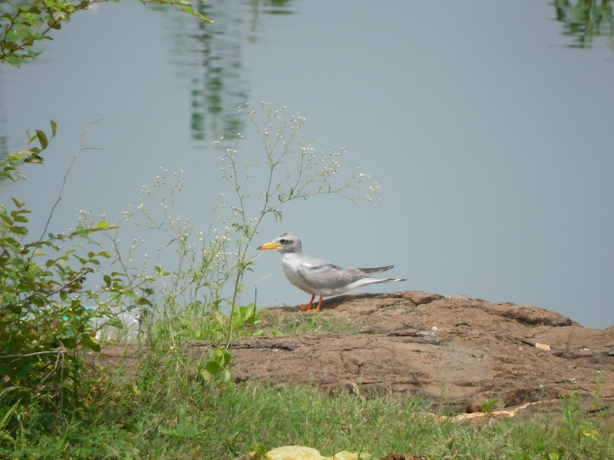 River Tern - ML642101936