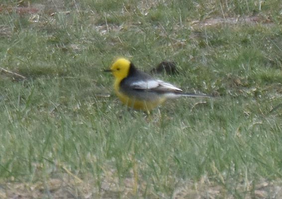 Citrine Wagtail - ML642101942