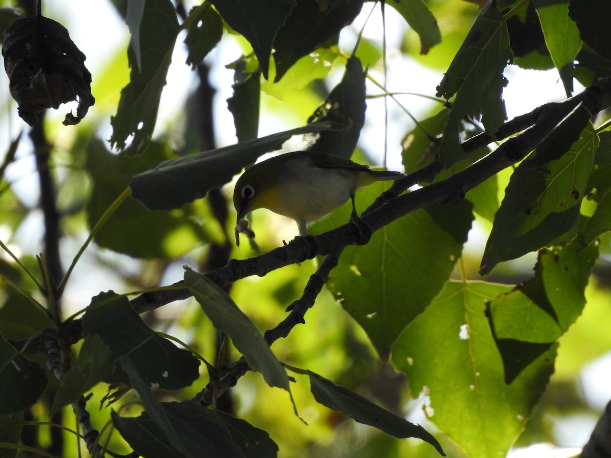 Chestnut-flanked White-eye - ML642101943