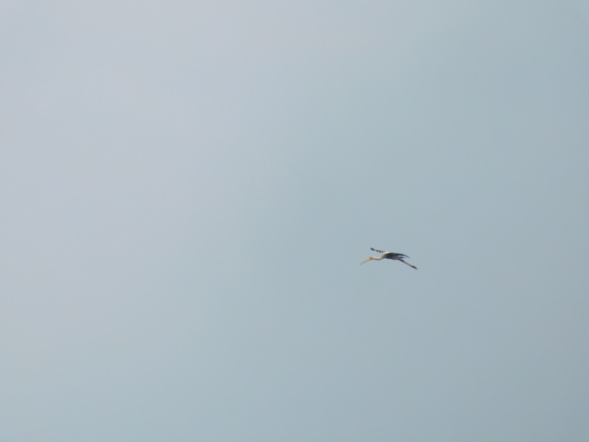 Painted Stork - ML642101946