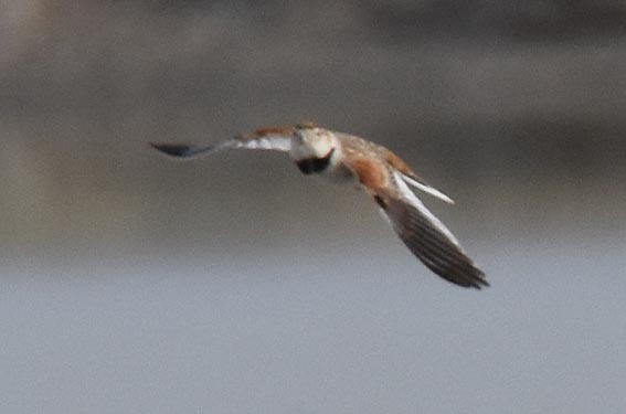 Mongolian Lark - ML642101949