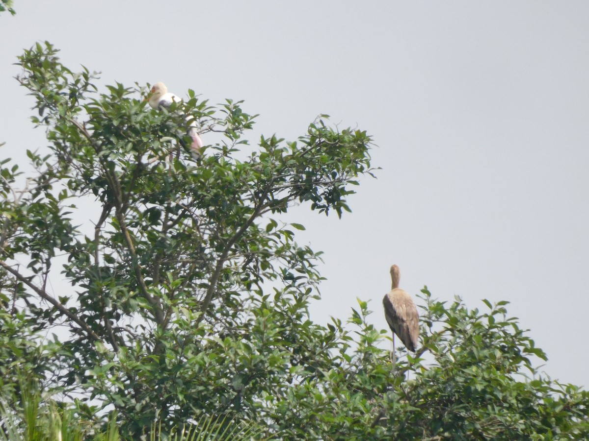 Painted Stork - ML642101950
