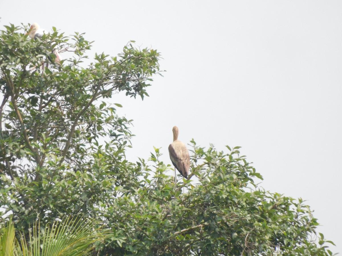 Painted Stork - ML642101951
