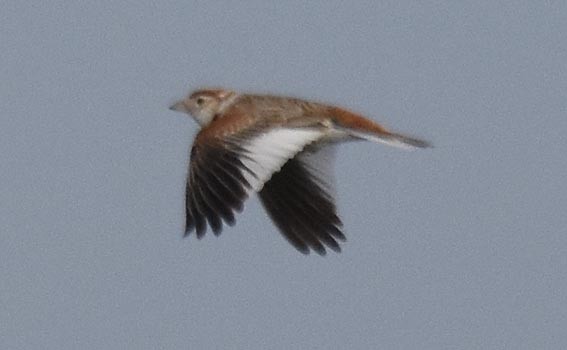 Mongolian Lark - ML642101952