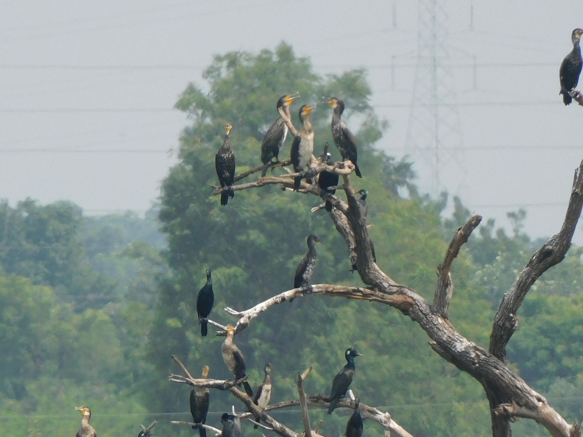 Great Cormorant - ML642101954